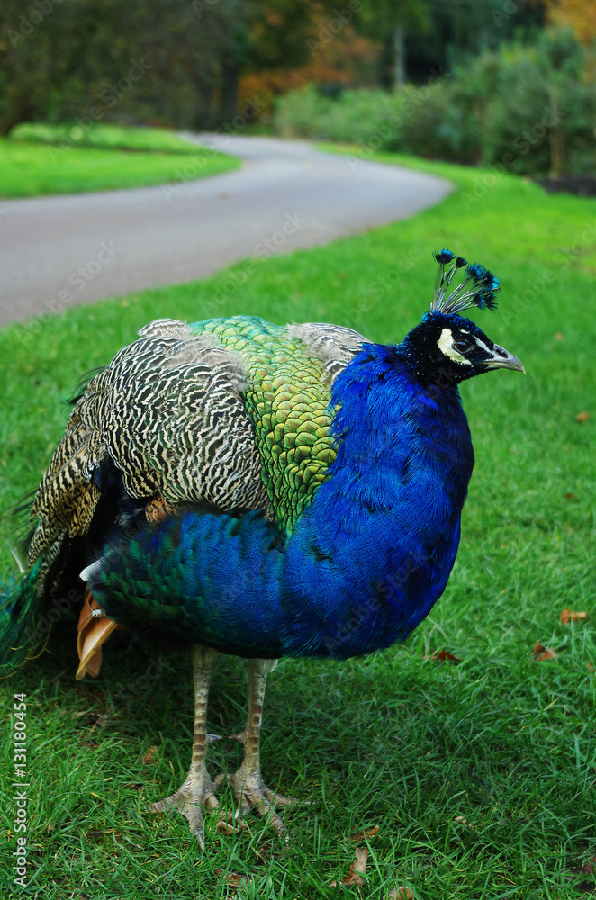 Fototapeta premium Peacock standing on green grass