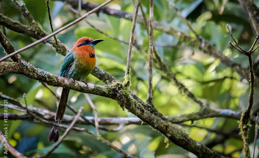 Plattschnabelmotmot sitz auf Ast im Regenwald Plattschnabelmotmot sitz auf Ast im Regenwald