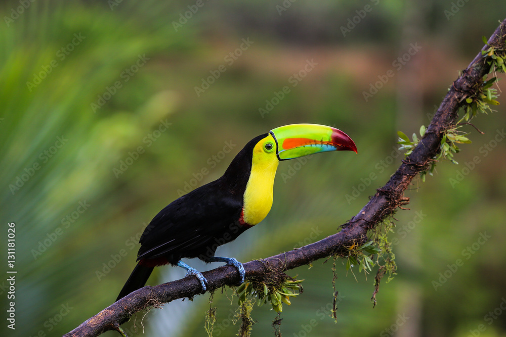 Fototapeta premium Rainbows Tukan w Kostaryce