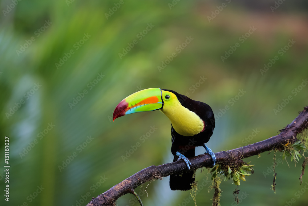 Fototapeta premium Rainbows Tukan w Kostaryce