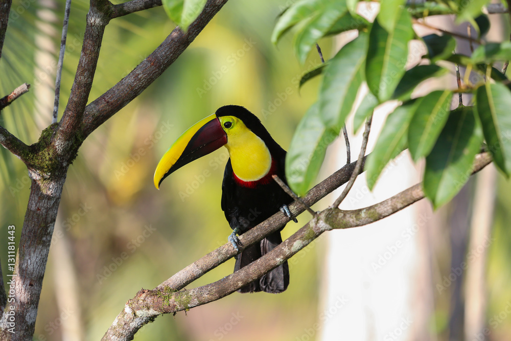 Fototapeta premium Tukan brunatny w Kostaryce siedzi na gałęzi