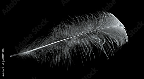 feather with white down isolated on black