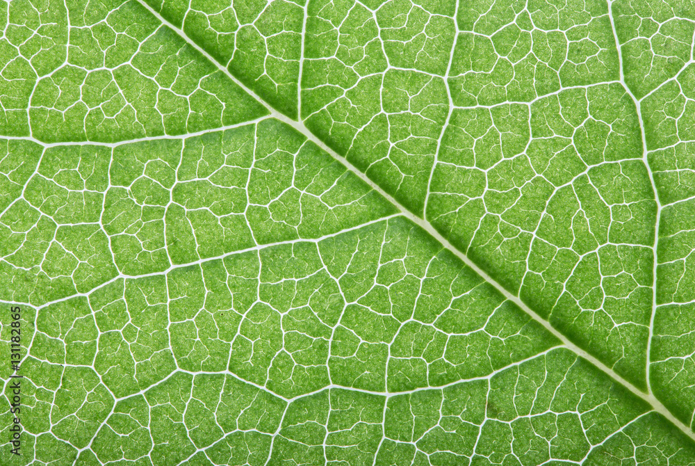 bright green leaf background bright green leaf background