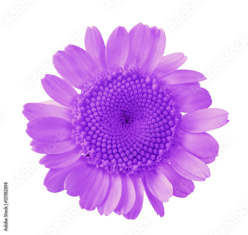 small lilac isolated circle bloom