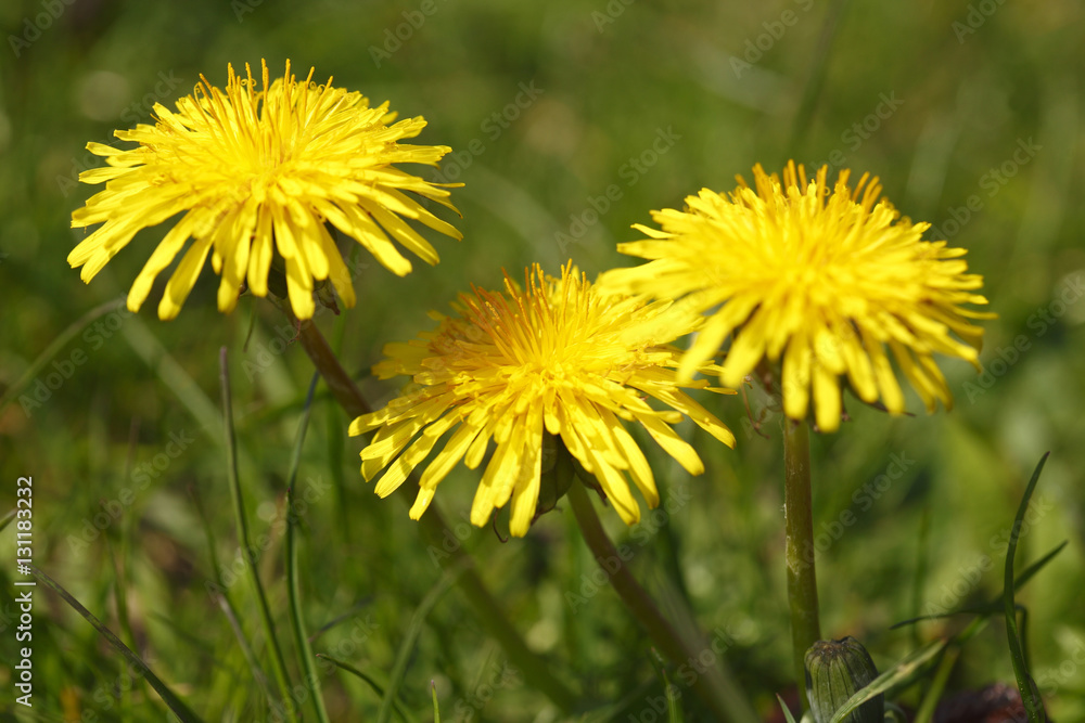 Löwenzahnblüten (Taraxacum) Löwenzahnblüten (Taraxacum)