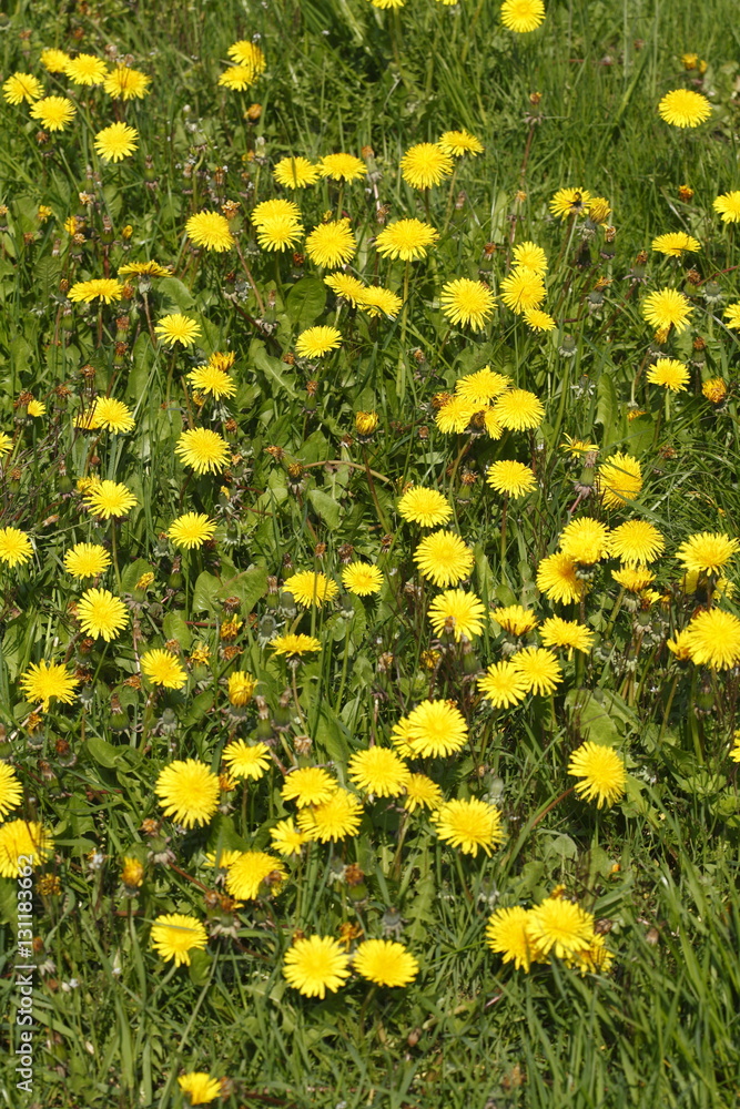 Löwenzahnblüten auf einer Wiese Löwenzahnblüten auf einer Wiese