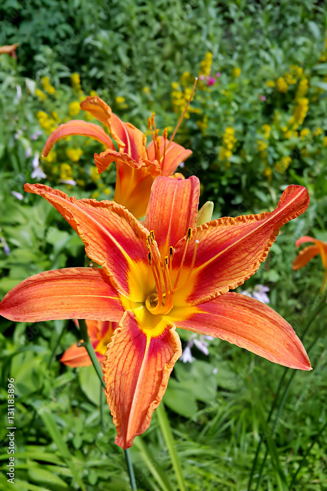 Beautiful Tiger lily in the summer garden Beautiful Tiger lily in the summer garden