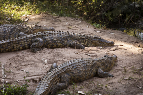 Portrait Madagascar Crocodile, Crocodylus niloticus madagascariensis, Madagascar