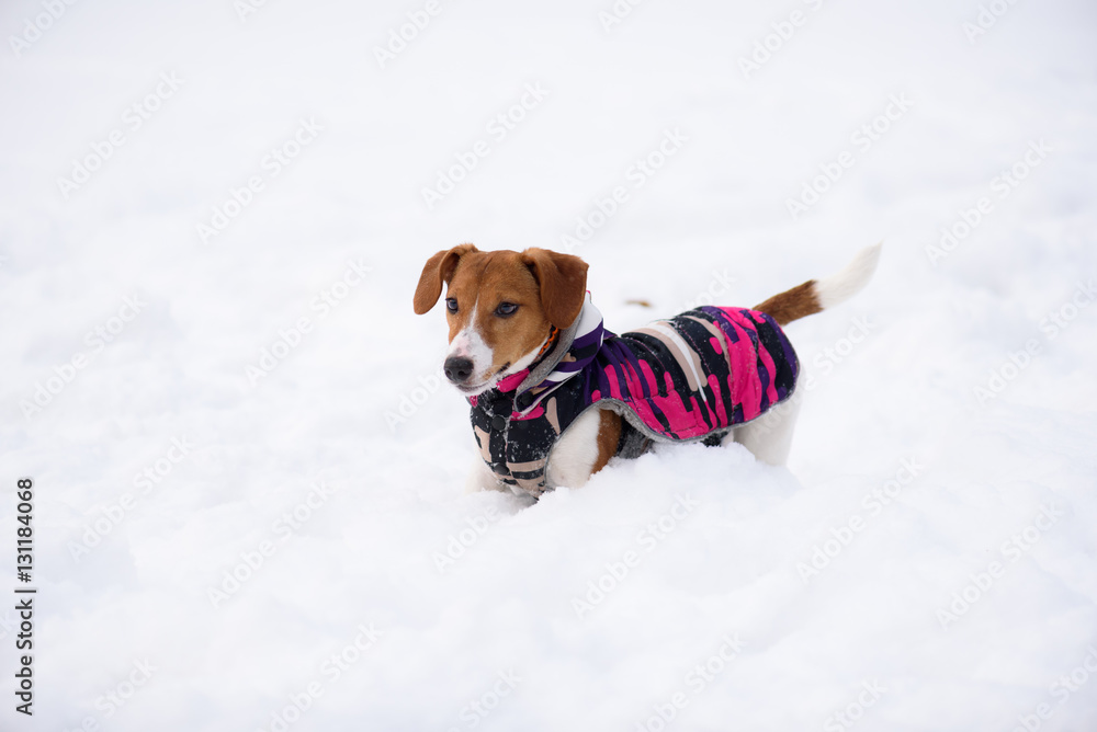 Dog dressed in warm jacket winter fashion season 2017