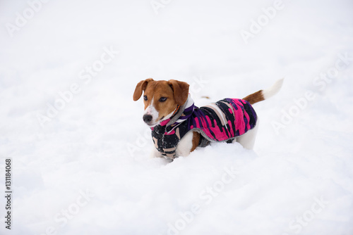 Fototapeta Naklejka Na Ścianę i Meble -  Dog dressed in warm jacket winter fashion season 2017