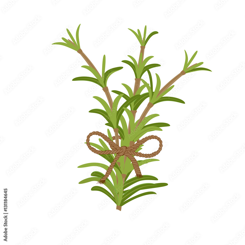 Branch of rosemary Branch of rosemary