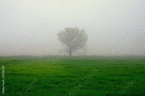 fogy tree