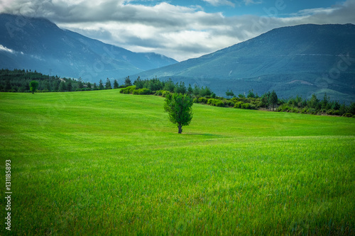 alone tree