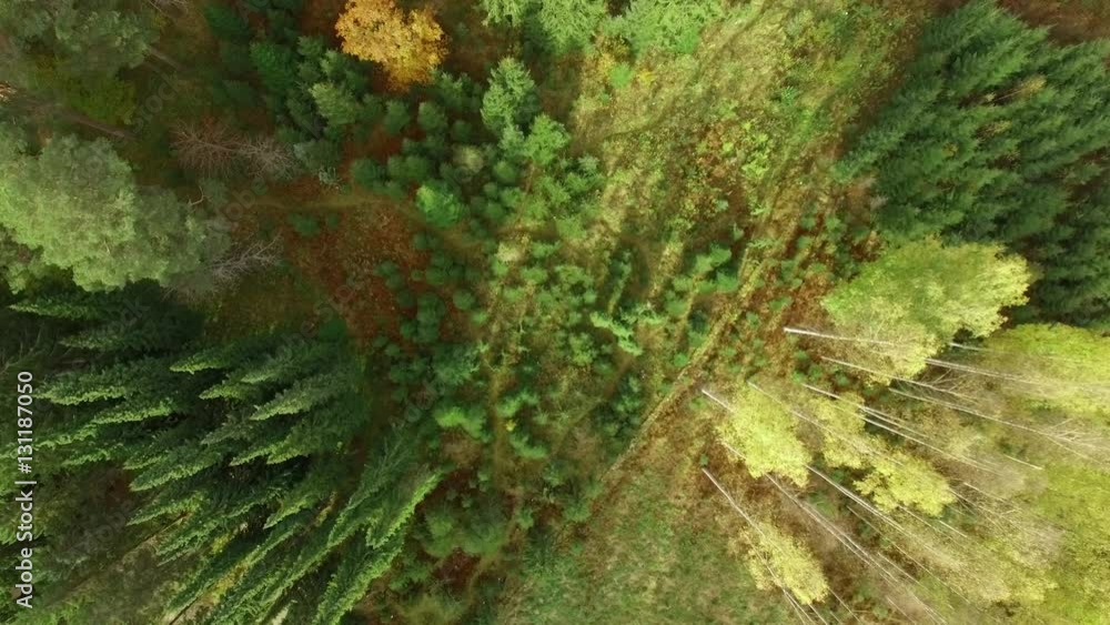 Aerial shot slowly lowering towards forest ground with different-sized trees. Aerial shot slowly lowering towards forest ground with different-sized trees.