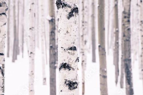 Beautiful birch in the winter snowy forest in the winter in a frost