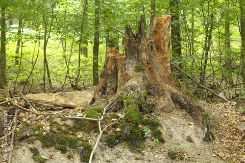 Laubwald, Waldboden, Baustumpf, Blätter