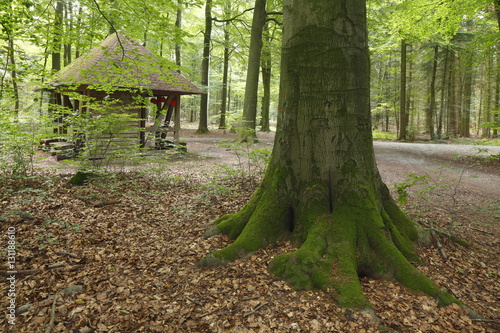 Schutzhütte, Laubwald, Bäume