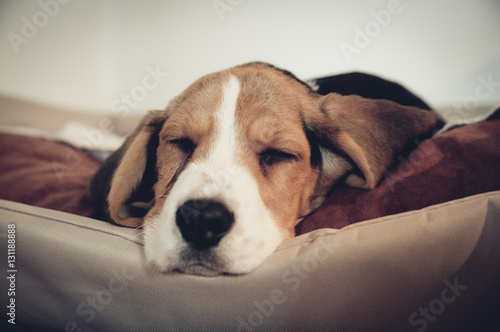 Beagle schläft ruht sich aus