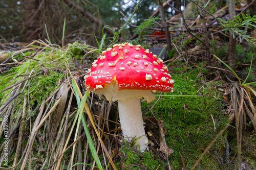 Mushroom growing in the forest among moss. Nature