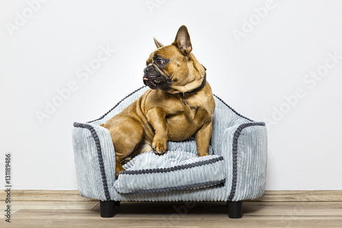 bulldog on a small sofa