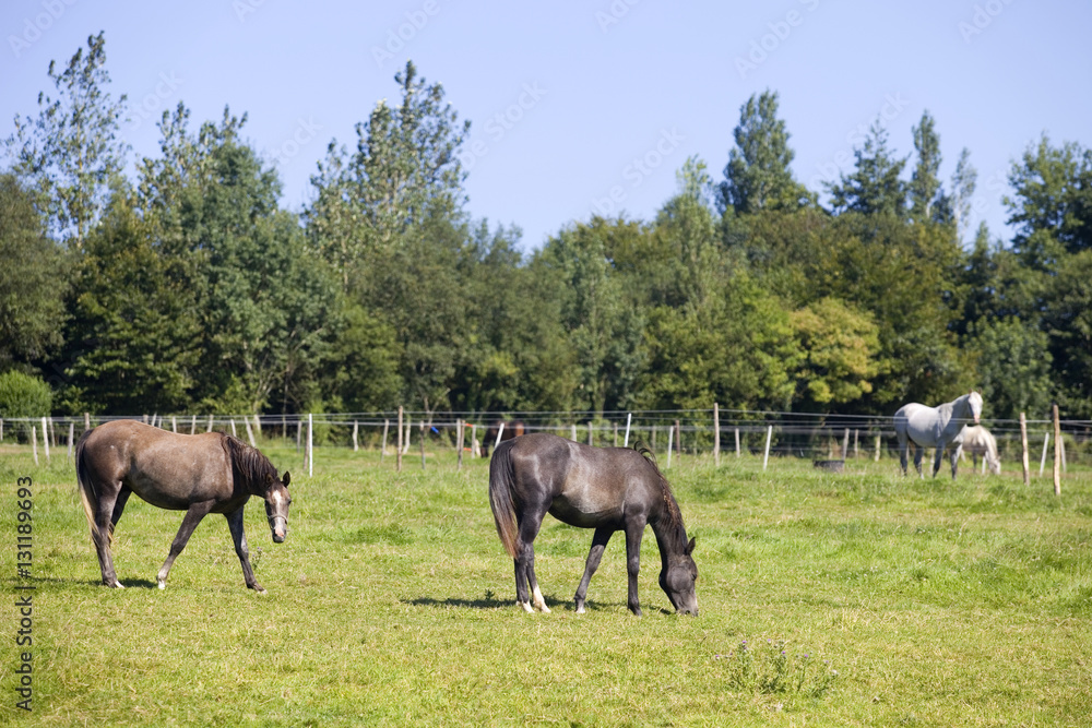 horses horses