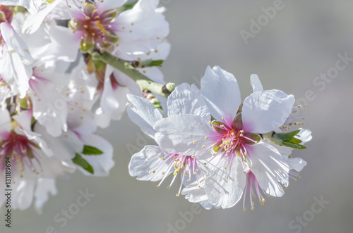 Prunus dulcis. Spring background. Blossom of almond tree. Beautiful white flowers with pink and yellow stamens. Sunny day. Soft focus.
