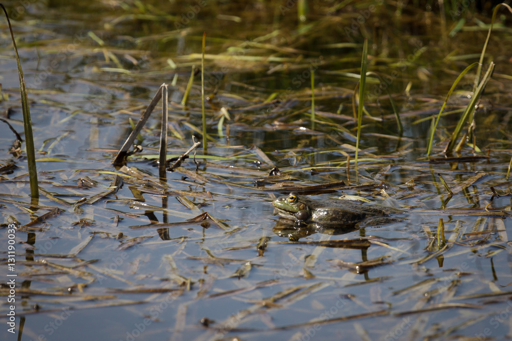 Marsh Frog at Rainham Marshes Marsh Frog at Rainham Marshes