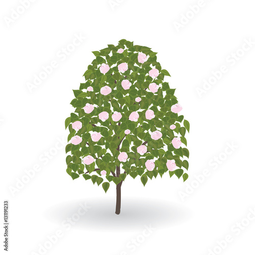 tree flowering green leaves pink flowers isolated on white background vector element for design illustration art creative photo