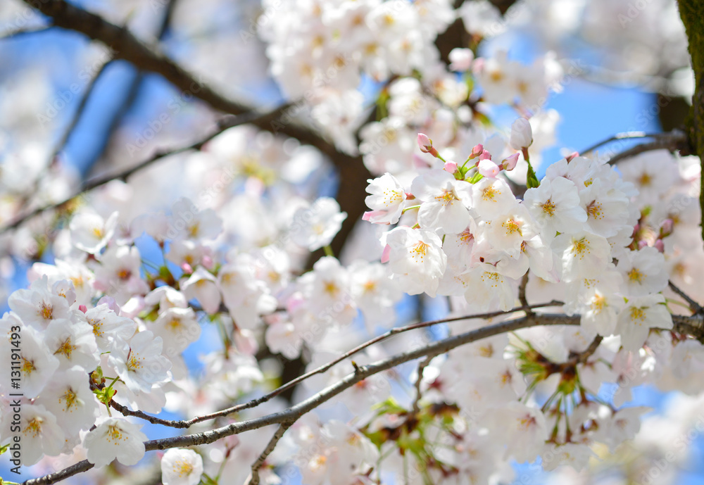cherry bossoms in Sumda-Park Japan cherry bossoms in Sumda-Park Japan