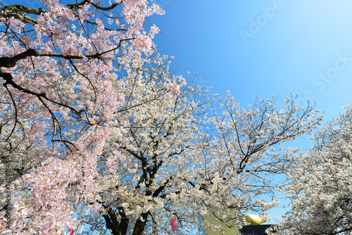 Wallpaper Mural cherry bossoms in Sumda-Park Japan Torontodigital.ca