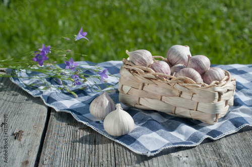 garlic in a basket in a garden on vintage background