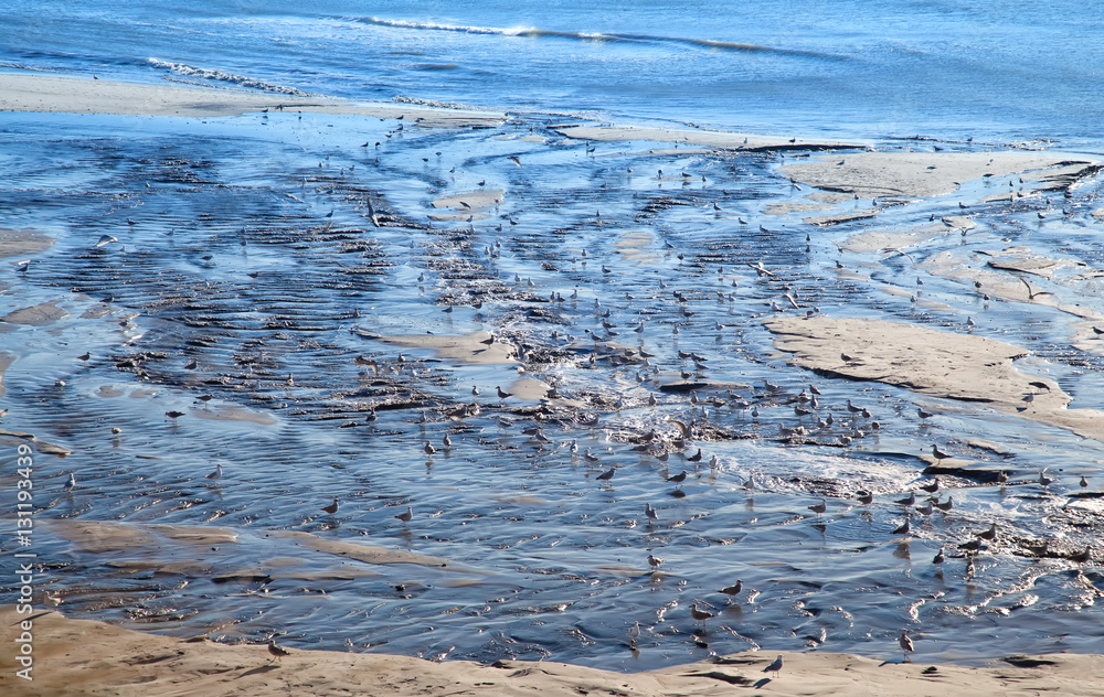 seagulls on the beach seagulls on the beach