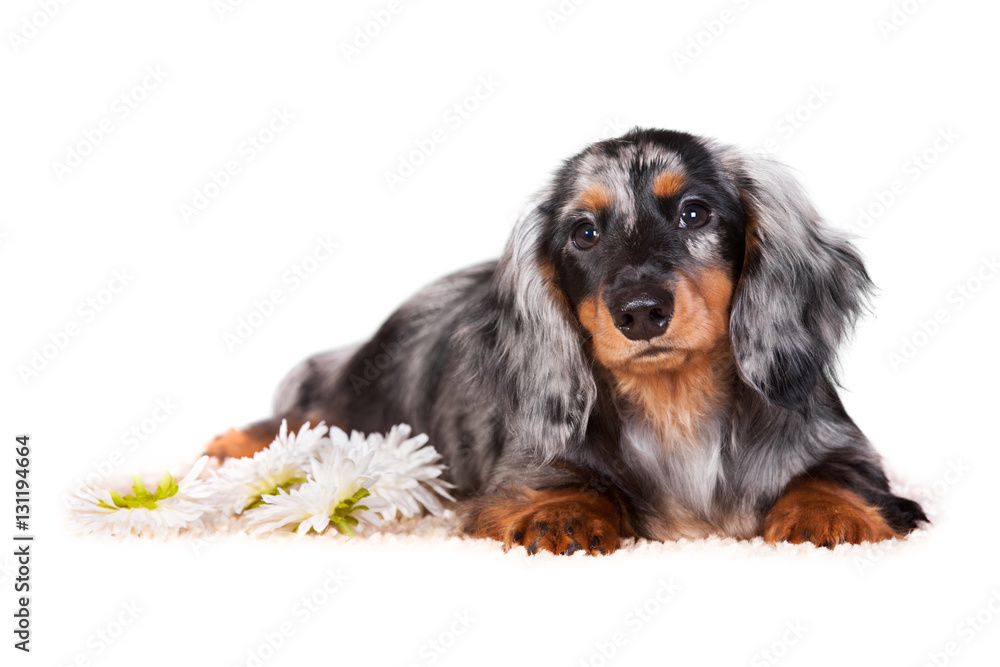 Dachshund puppy lying on a white background next to the flowers of chrysanthemums
