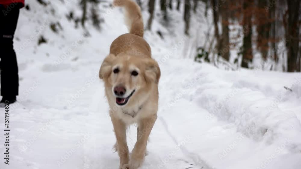 Golden Retriever Dog Enjoying Winter Playing and Having Fun in the Snow Golden Retriever Dog Enjoying Winter Playing and Having Fun in the Snow