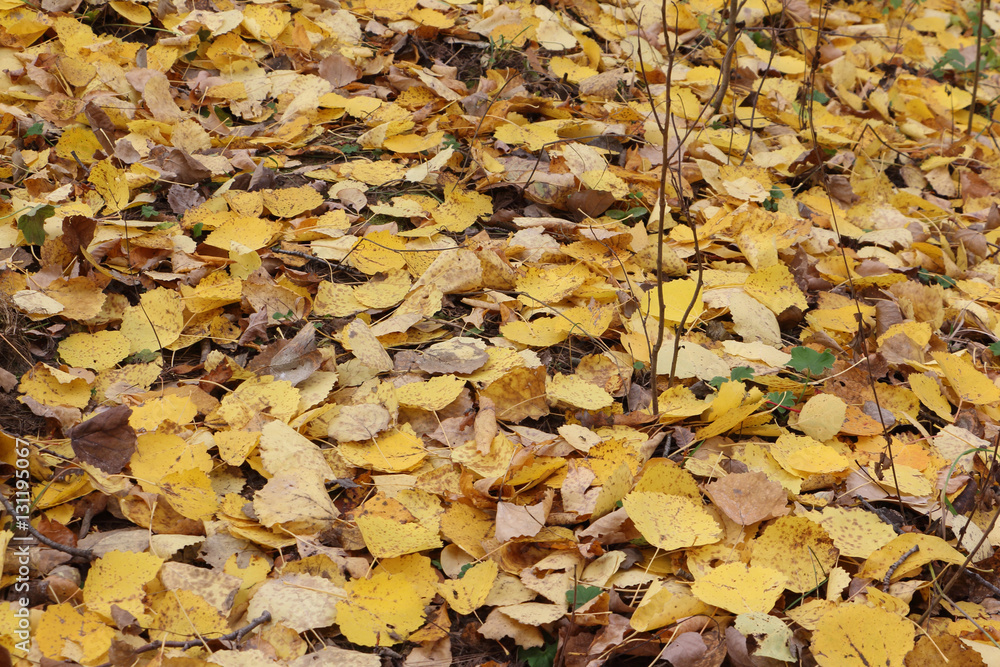 Fallen leaves of an aspen in the fall Fallen leaves of an aspen in the fall