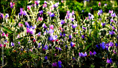 Flower field 