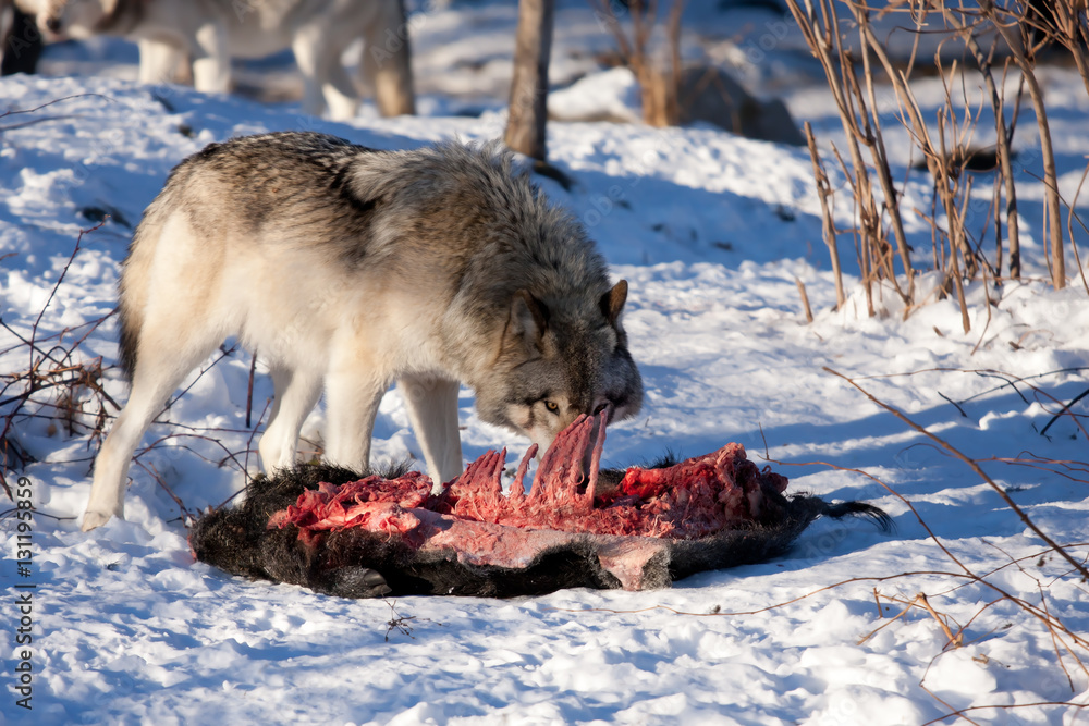 Naklejka premium Timber wolf or Grey Wolf (Canis lupus) feeding on wild boar carcass in Canada