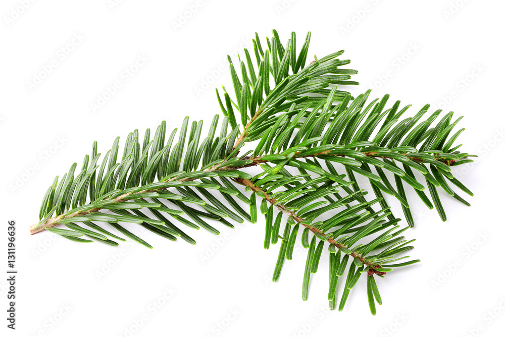 Fir branch. Fir branch.