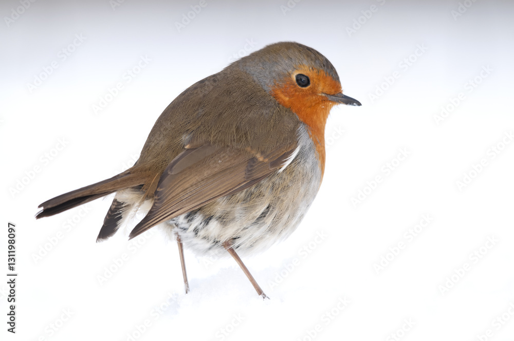 Robin (Erithacus rubecula) portrait in snow. Near Bradworthy, Devon, UK. January. Robin (Erithacus rubecula) portrait in snow. Near Bradworthy, Devon, UK. January.