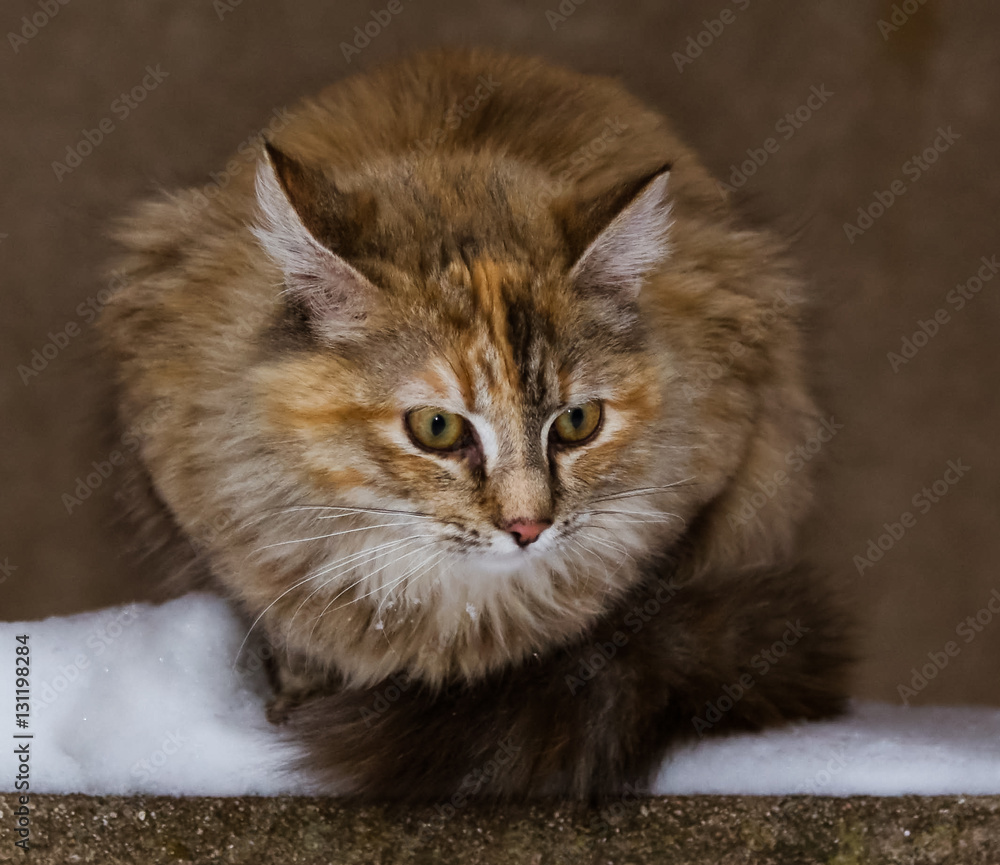 A fluffy kitten out in the snow 