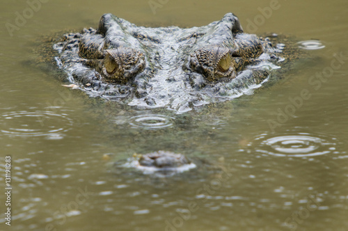 Saltwater crocodile (Crocodylus porosus) partially submerged with ripples on water from raindrops. Sarawak, Borneo, Malaysia. photo