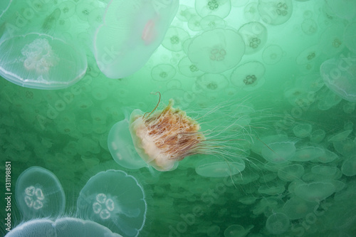 Lion's mane jellyfish (Cyanea capillata) in aggregation of Moon jellies (Aurelia aurita) Port Fidalgo, Prince William Sound, Alaska, US., July.  Lion's mane jellies are predators that feed on Moon jellyfish photo