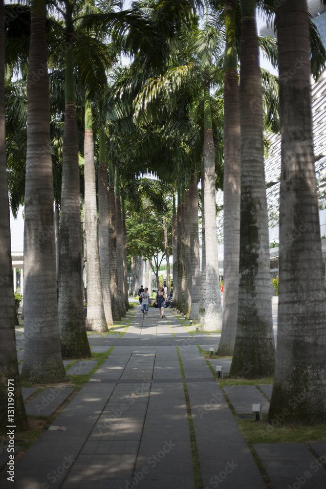 Palm trees alley in Singapore city