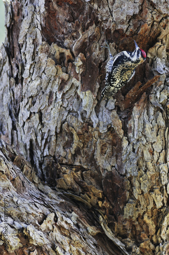 Yellow-bellied sapsucker (Sphyrapicus varius) female feeding at sap well. Dinero, Lake Corpus Christi, South Texas, USA. photo