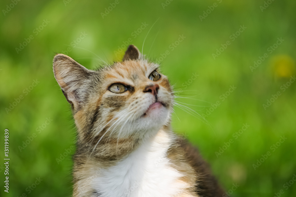A sleepy orange tabby cat in the meadow at spring A sleepy orange tabby cat in the meadow at spring