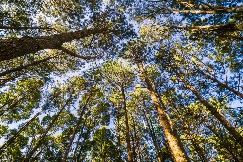 Fototapeta premium Pine larch forest with sunlight blue sky