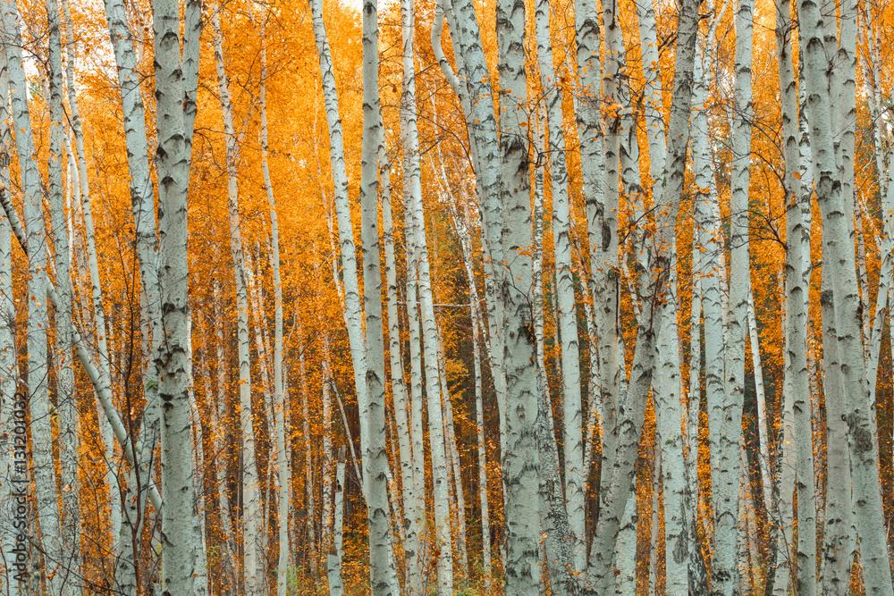 Fototapeta premium Autumn birch forest pattern.