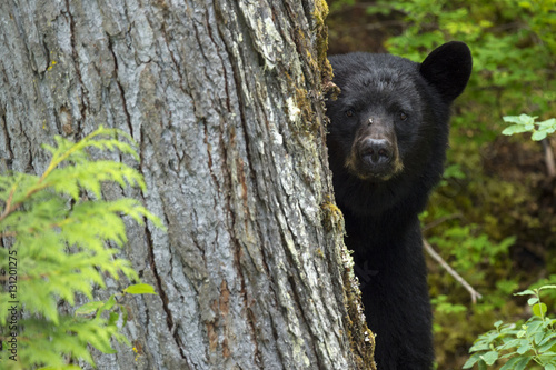 Black bear (Ursus americanus) peering from behind a tree, Blue River, Clearwater, British Columbia, Canada, North America. photo