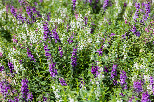 Fototapeta Naklejka Na Ścianę i Meble -  purple and white angelonia flower in the garden
