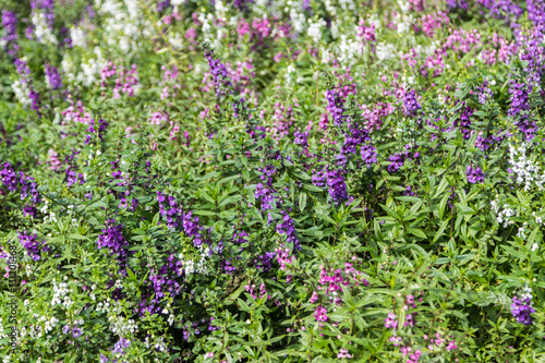 pink purple and white angelonia flower in the garden